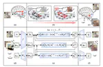 Engram Memory Network: Brain-Inspired Prototype Explanations
